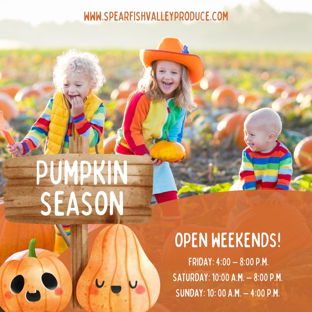 Spearfish Corn Maze & Pumpkin Patch