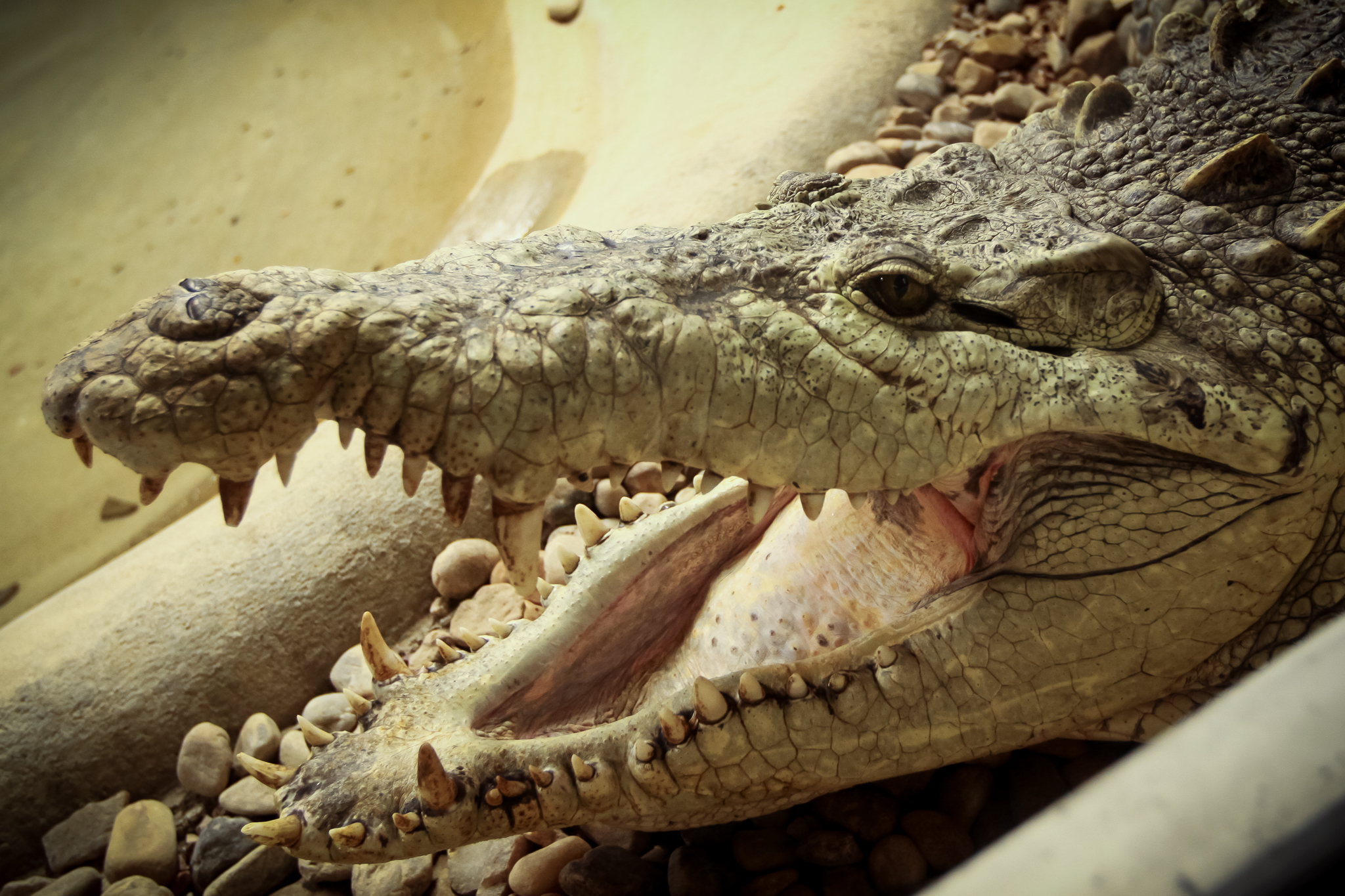 Guinness World Records for Largest Reptile Zoo