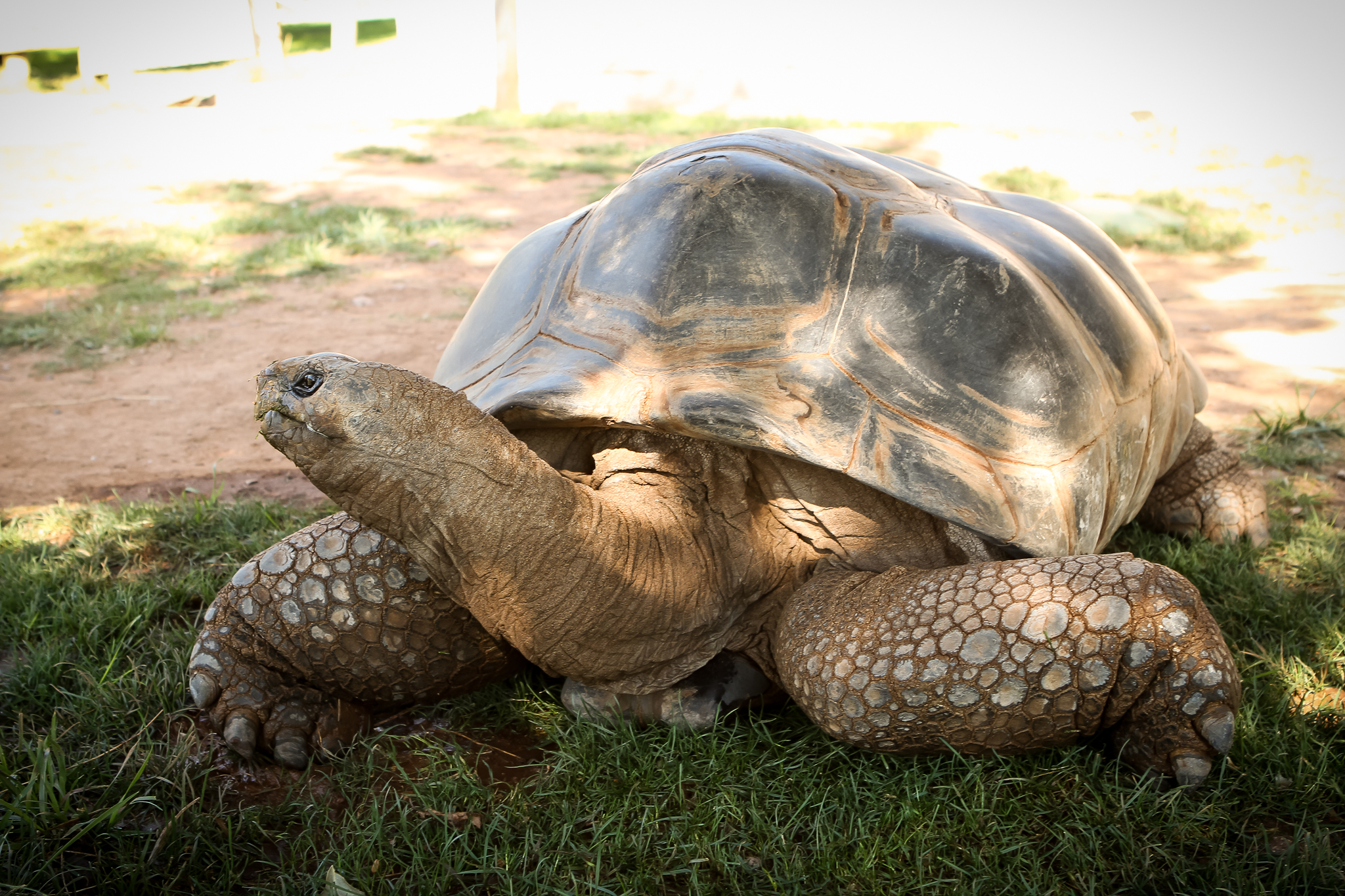 Guinness World Records for Largest Reptile Zoo