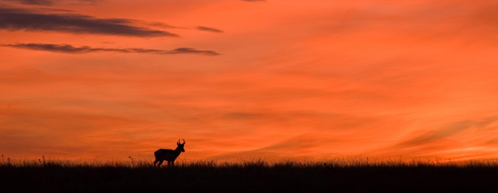 Grand River National Grassland