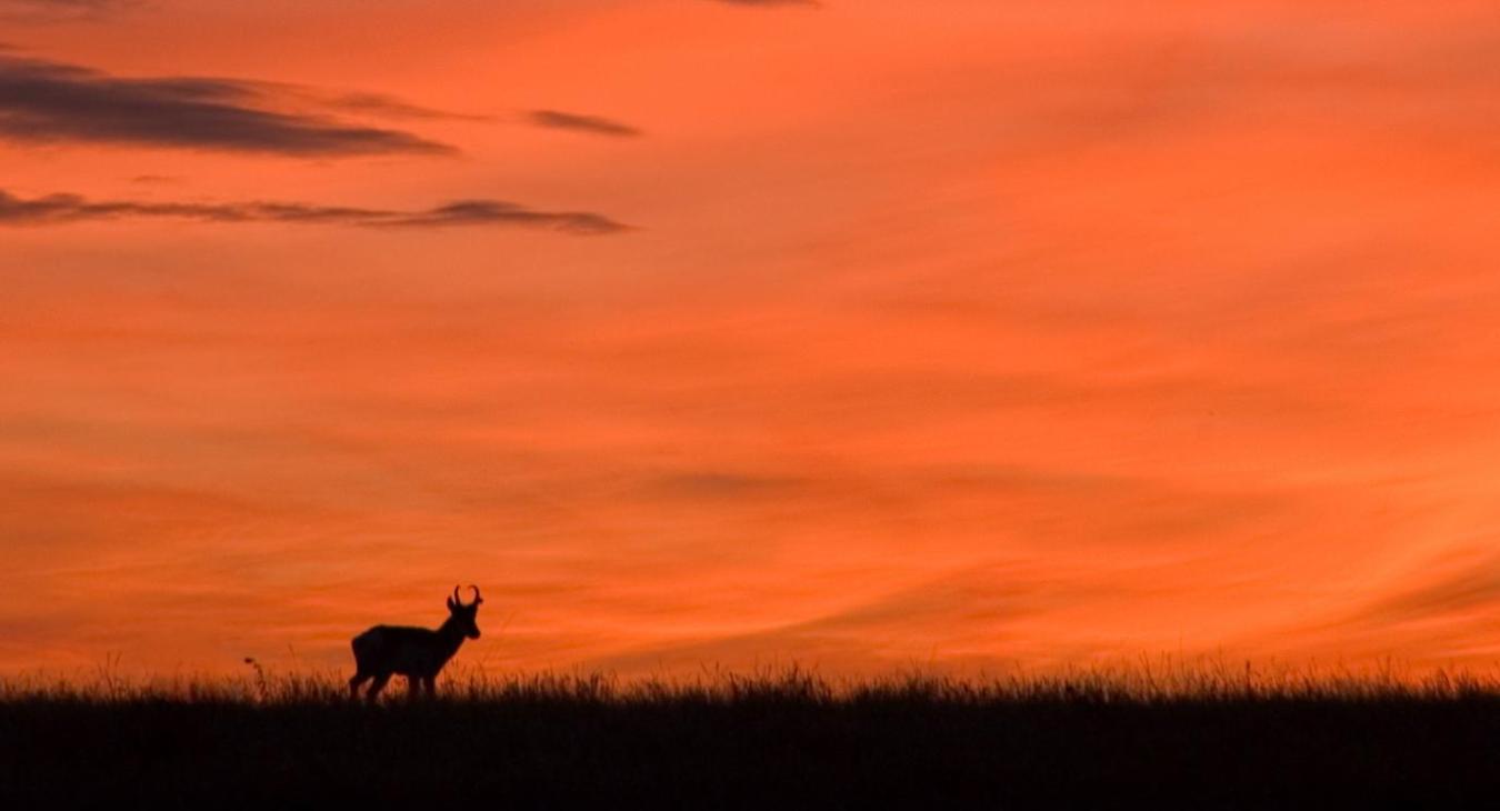 Grand River National Grassland