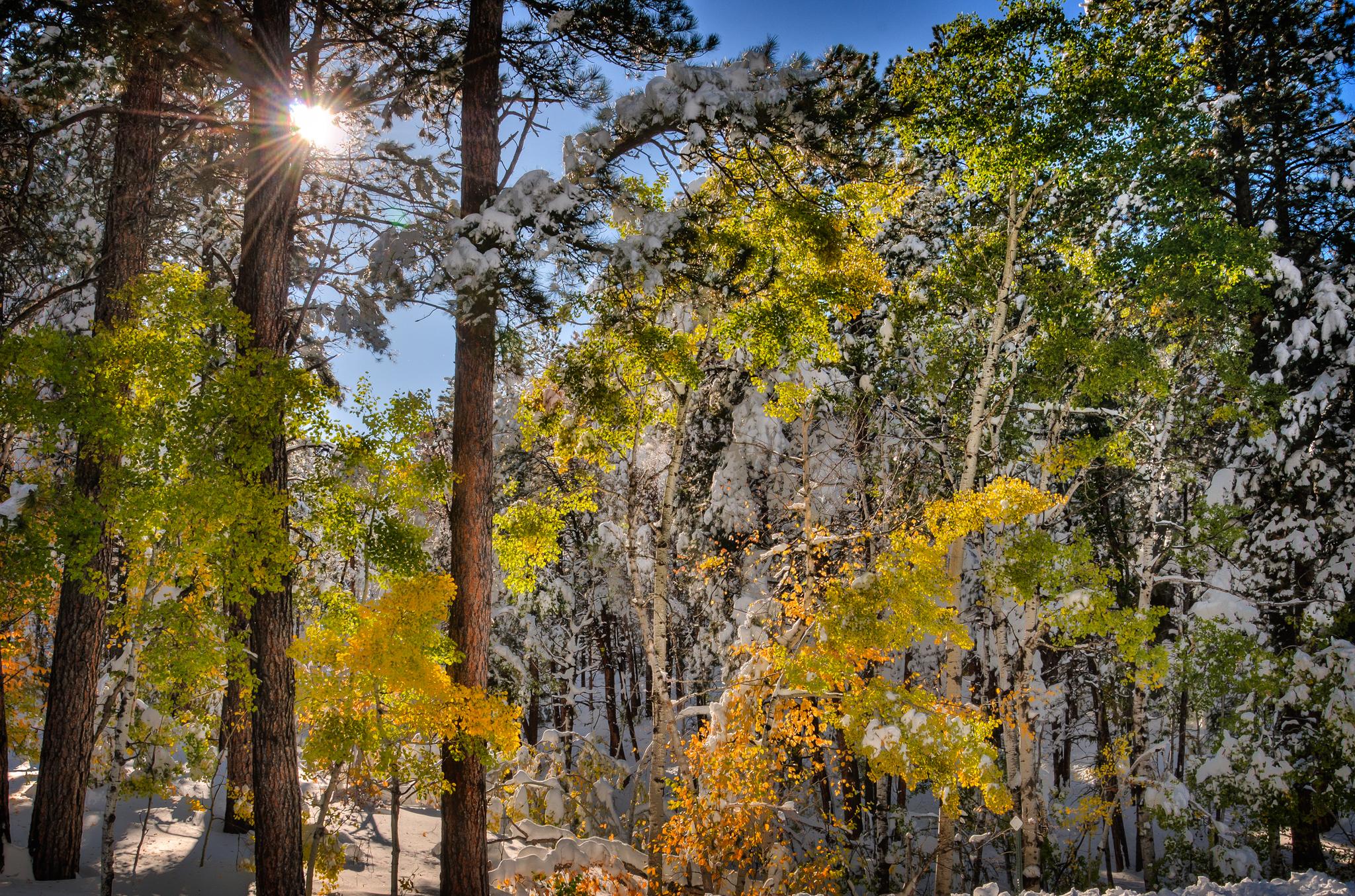 Winter in the Black Hills